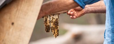 Bees on flowers, nature scene, header image.