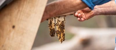 Bees on flowers, nature scene, header image.