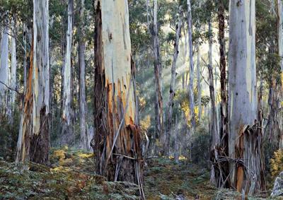 Forest canopy, lush green trees, sunlight filtering through leaves.
