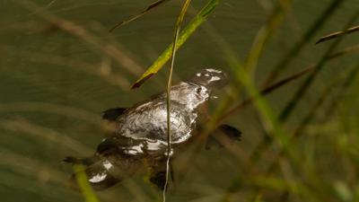 Platypus in Broken River, Queensland