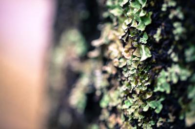 Moss-covered giant trees in Toolangi forest.