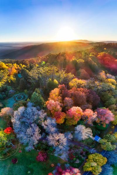Autumnal Mount Wilson town, Blue Mountains, Australia. Houses amidst colorful fall foliage.
