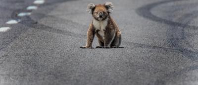Koala sitting on road.