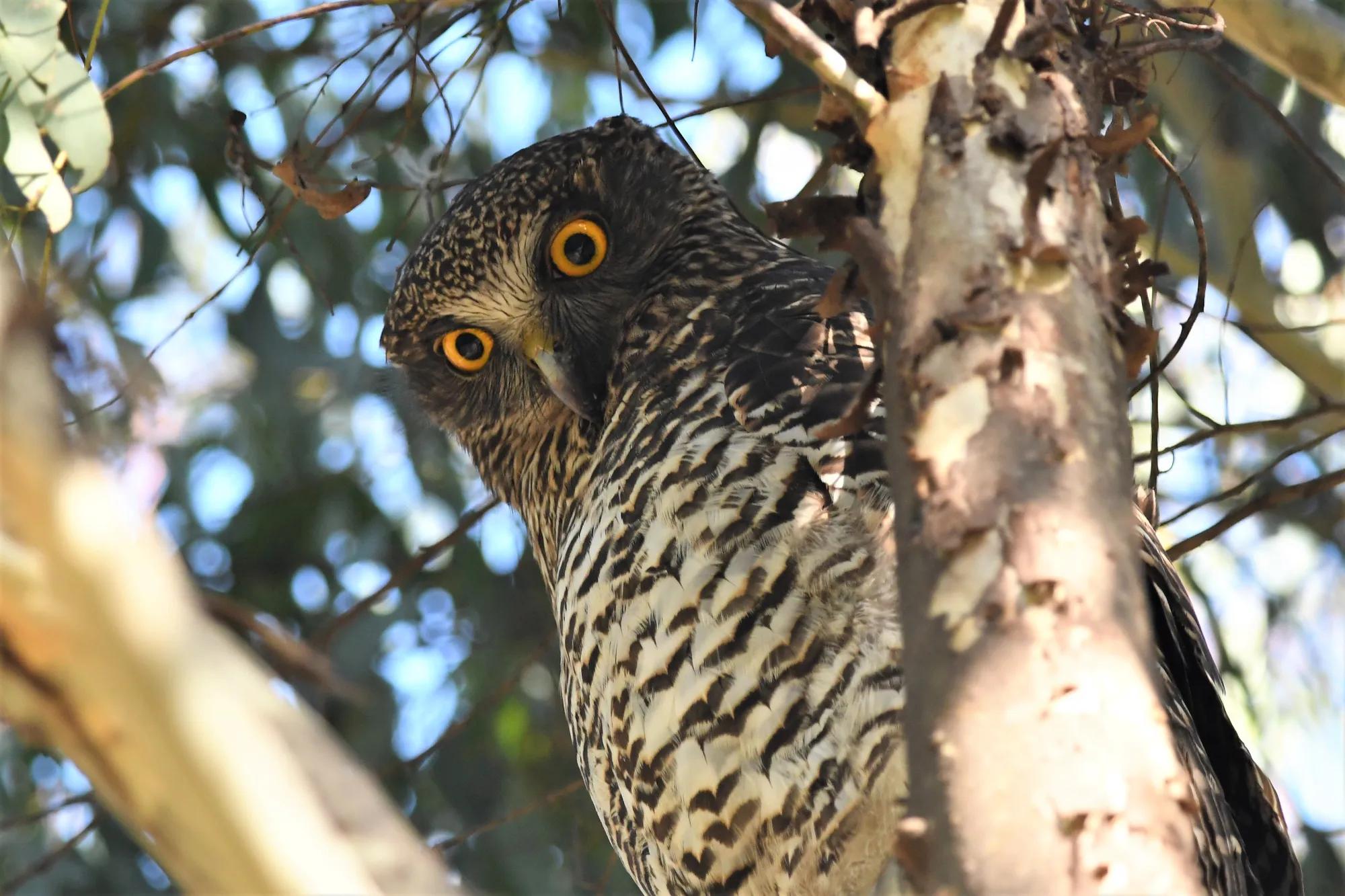 Powerful Owl — one of many resident creatures at risk from mining — photo credit Deb Oliver