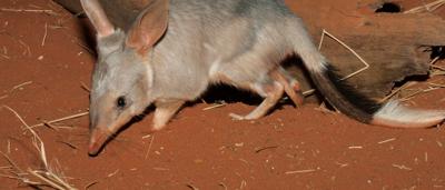 Bilby on red soil.