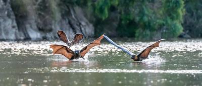 Grey-headed flying fox, Victoria, perched on branch, daytime, by Victoria Gimesy.