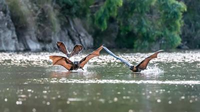 Grey-headed flying fox, Victoria, perched on branch, daytime, by Victoria Gimesy.
