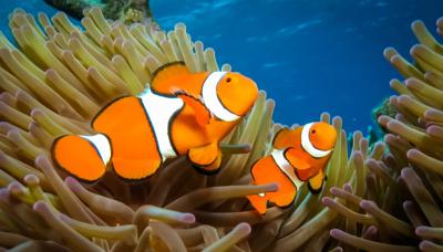 Header image: Animated Nemo fish swimming in ocean, coral reef background.