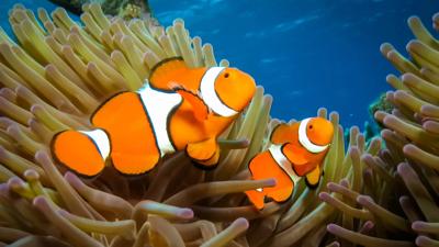 Header image: Animated Nemo fish swimming in ocean, coral reef background.
