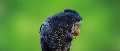 Red-tailed black cockatoo perched on branch, eating. Black feathers, red tail.