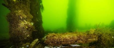 Dead garfish underwater, algae bloom visible.