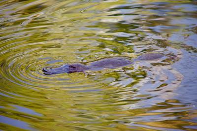 Woman in a white coat, holding a test tube, looking at a microscope in a lab.