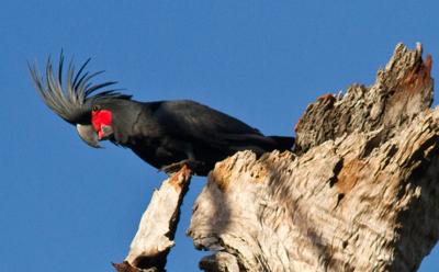 Palm tree silhouette against a vibrant sunset sky.