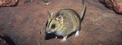 Dunnart in grass, Julia Creek, Australia.