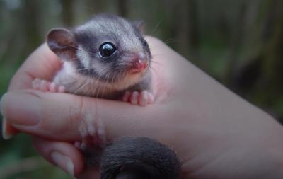Possum in a tree, web header image.