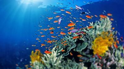 Header image: Coral reef scene, vibrant fish, blue water, sunlight.