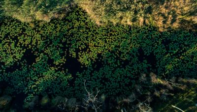 Header image: Wetlands and springs, Dale Cochrane. Landscape with water and vegetation.