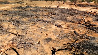 Mallee land clearing scene, still from video. Bulldozer, trees, and open land.