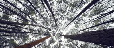 Tree canopy with sunlight filtering through leaves.