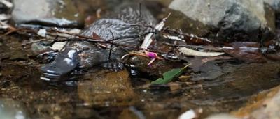 A platypus resting on a rock, possibly in a natural environment.