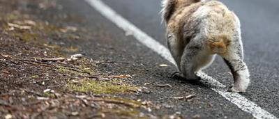 Koala clinging to a tree branch, looking at the camera.