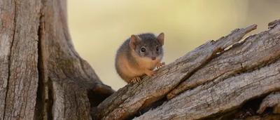 Green canopy of trees, sunlight filtering through, creating dappled light effect.