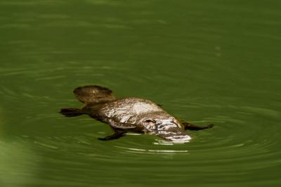 Platypus swimming in Broken River, Queensland.