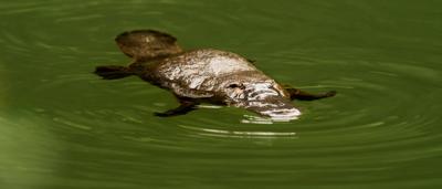 Platypus swimming in Broken River, Queensland.