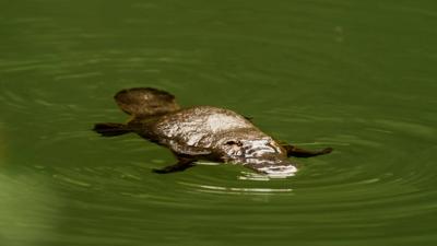 Platypus swimming in Broken River, Queensland.