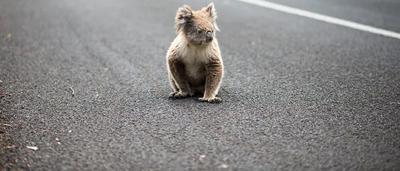 Koala on road, looking at camera. Asphalt, blurred background.