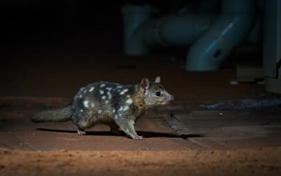 Northern quoll, Adam Brice, Shutterstock. A small, spotted marsupial on a branch.