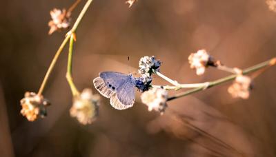 Header image: Text "Tributes" over a blurred, colorful background.