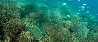 Group of people on a boat, Great Barrier Reef in background, sunny day.