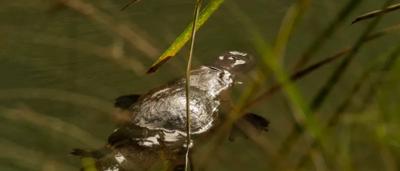 A platypus swimming amongst reeds in a body of water.