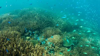 Header image: Coral reef with diverse fish and vibrant colors.