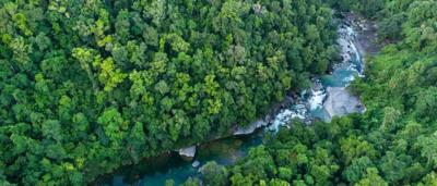 Lush green rainforest canopy, dense foliage, sunlight filtering through leaves.
