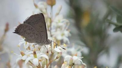 Eltham Copper Butterfly on a green leaf, wings open.