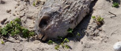 Woman in a hat, smiling, holding a camera, standing in a forest with sunlight.