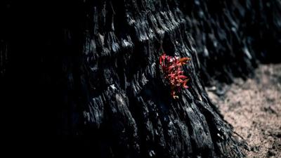 Burnt forest landscape, charred trees, smoky atmosphere, dark sky.