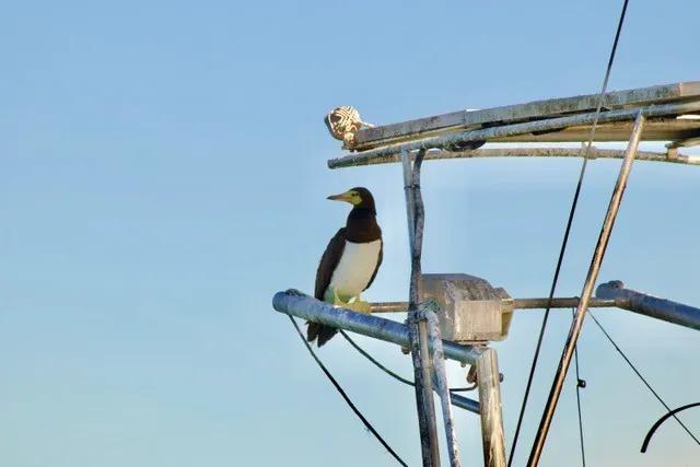 A brown booby roosting on a boat's rigging