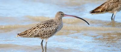Eastern Curlew bird at Toondah Harbour.