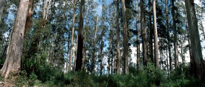 Mountain Ash Eucalyptus regnans in Tasmania. Tall trees, forest scene.