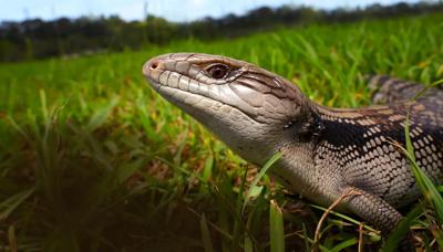 Blue-tongue lizard on a rock, basking in sunlight.