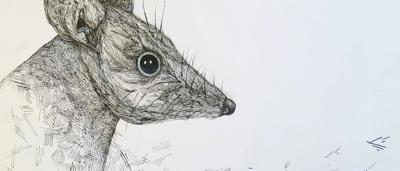 Dunnart on the verge of extinction. Small, brown marsupial. Lahaina.