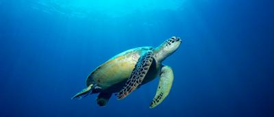 Green sea turtle swimming in clear water.