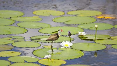 Jacana bird on lily pads, Kakadu.