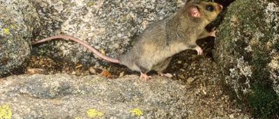 Mountain Pygmy Possum searching, rocky terrain, snow.