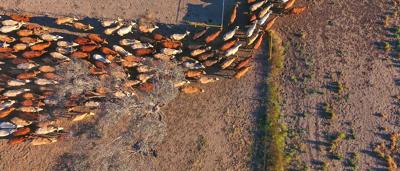 Woman in white shirt, smiling, holding a plant, green background.