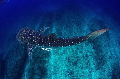 Whale shark swimming in ocean, photographed by Leith Holtzman.