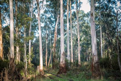 Tall, old gum trees reaching skyward in native bushland.